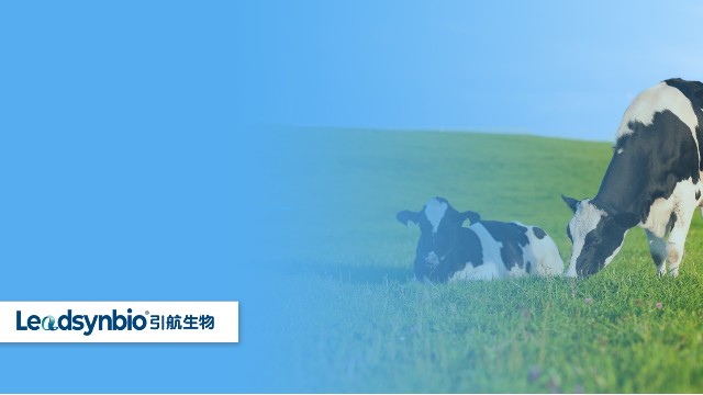 奶牛產(chǎn)后癱瘓?jiān)趺崔k？研究發(fā)現(xiàn)25-羥基維生素D?對(duì)奶牛具有這些作用｜產(chǎn)品科普